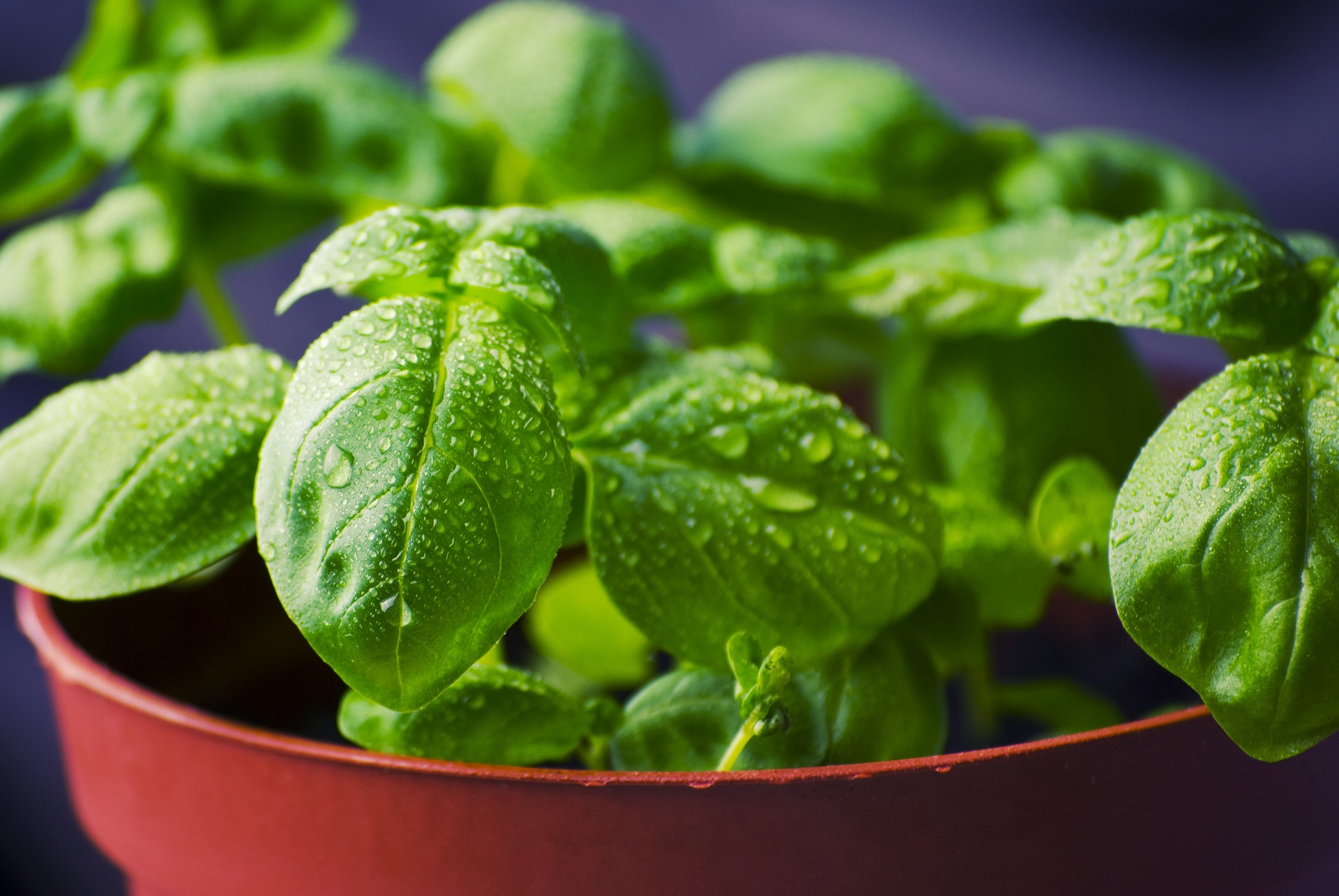 Image of basil in a pot